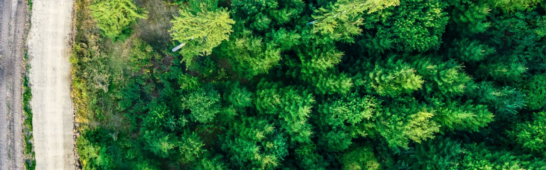 Forest divide — barren land transitioning to lush green forest